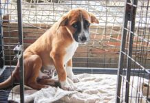 Puppy sitting inside a cage on a blanket.