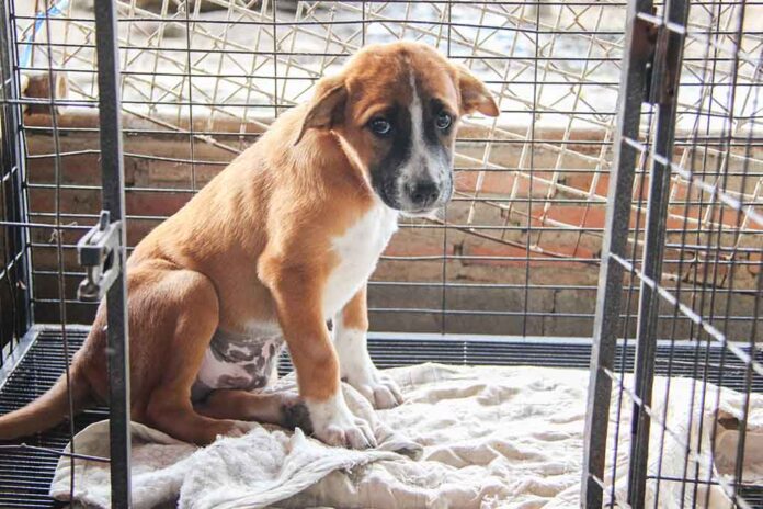 Puppy sitting inside a cage on a blanket.